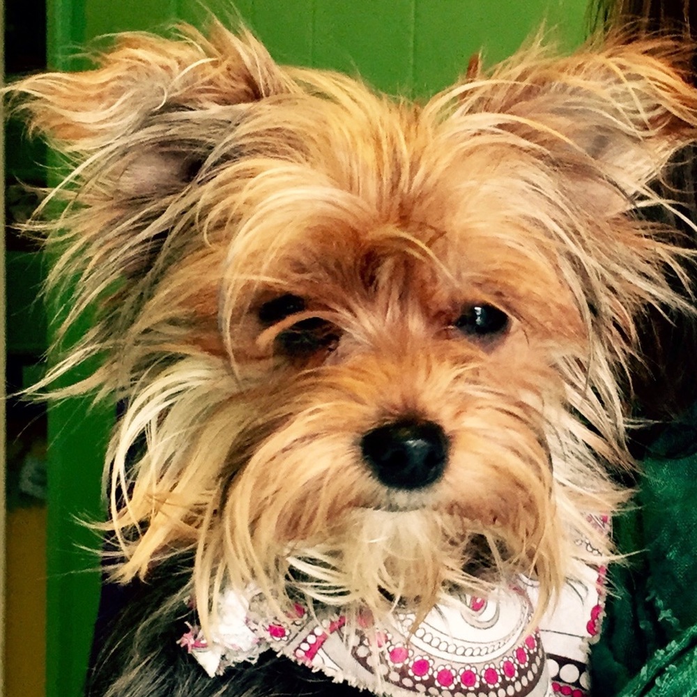 Meet your Posher, Shasta